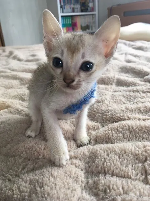 ID:1906-01888の子猫