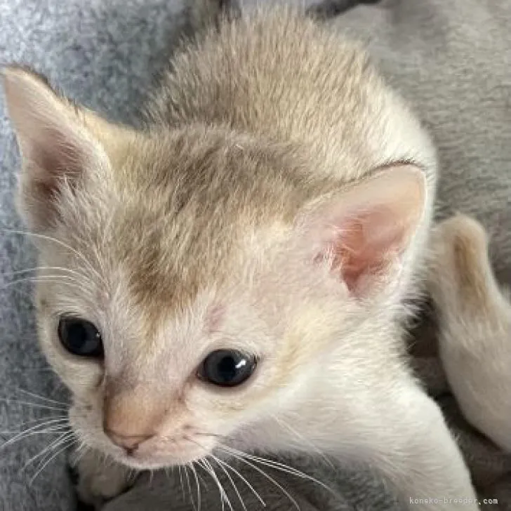 ID:2210-01239の子猫
