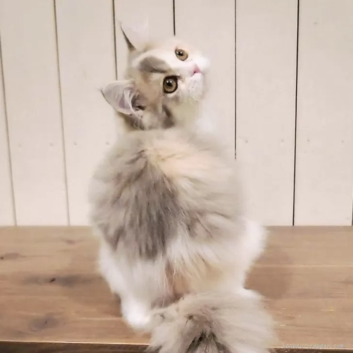 ID:2411-01159の子猫
