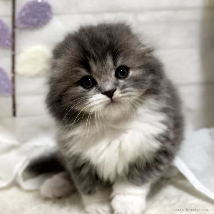 ID:2503-00629の子猫