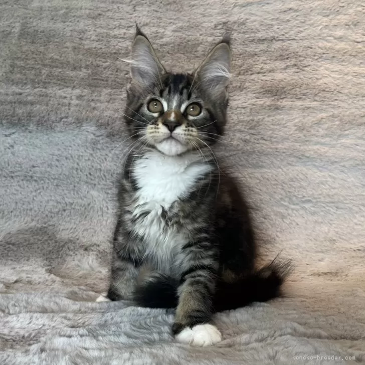 ID:2408-00854の子猫