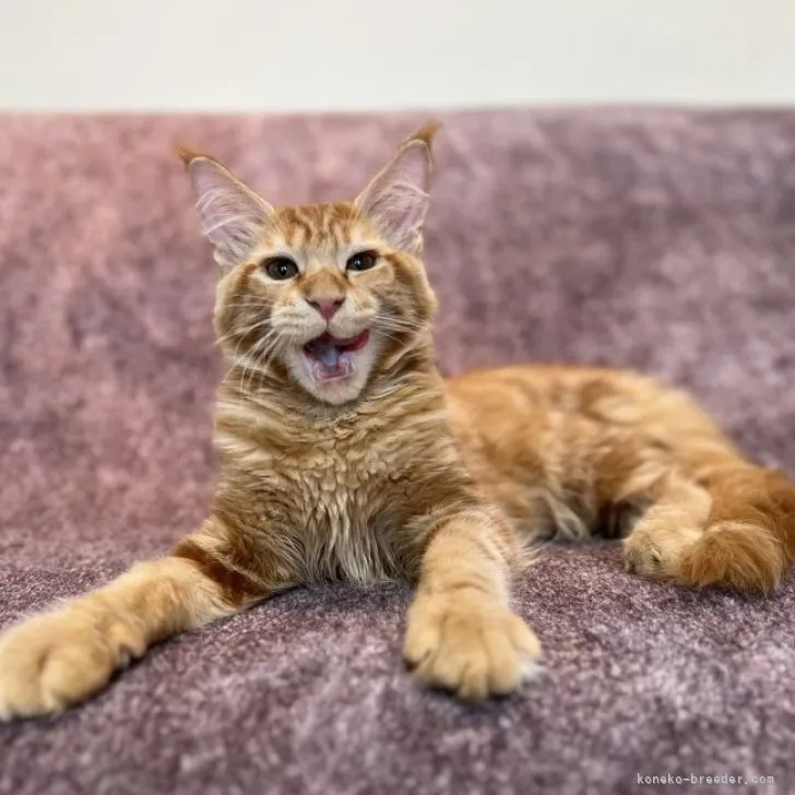 ID:2305-02090の子猫