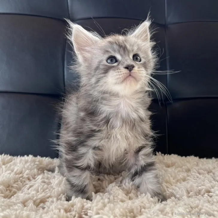 ID:2311-02343の子猫