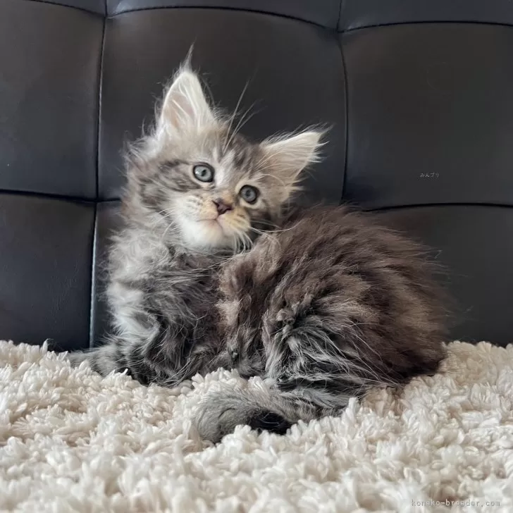 ID:2404-00629の子猫