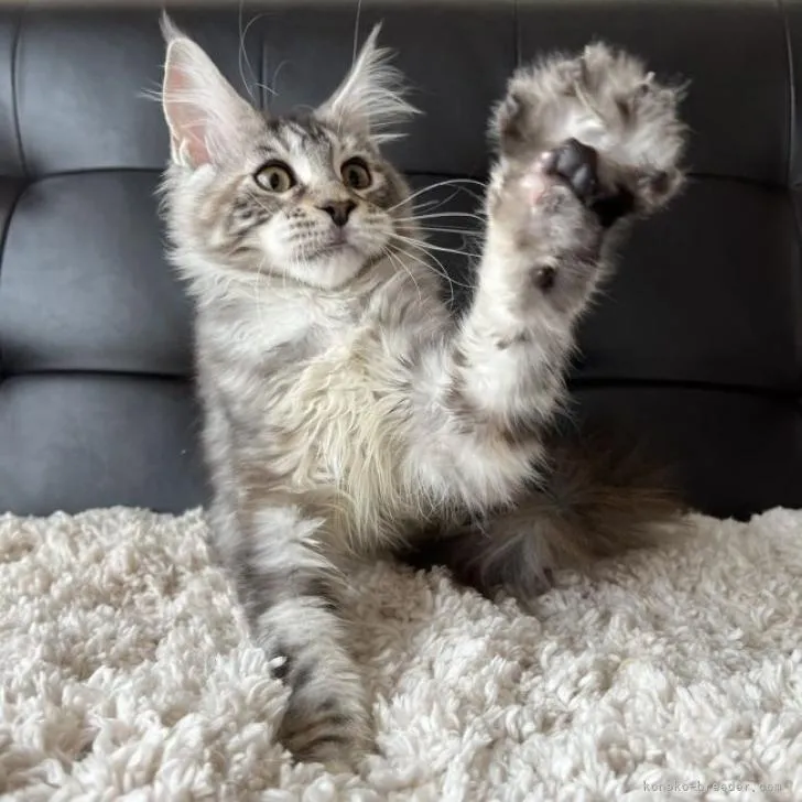 ID:2210-02126の子猫