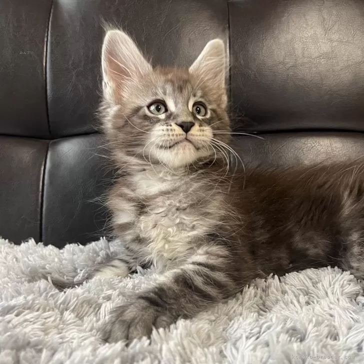 ID:2412-01854の子猫