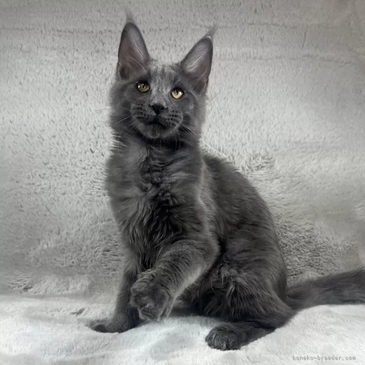ID:2501-02459の子猫