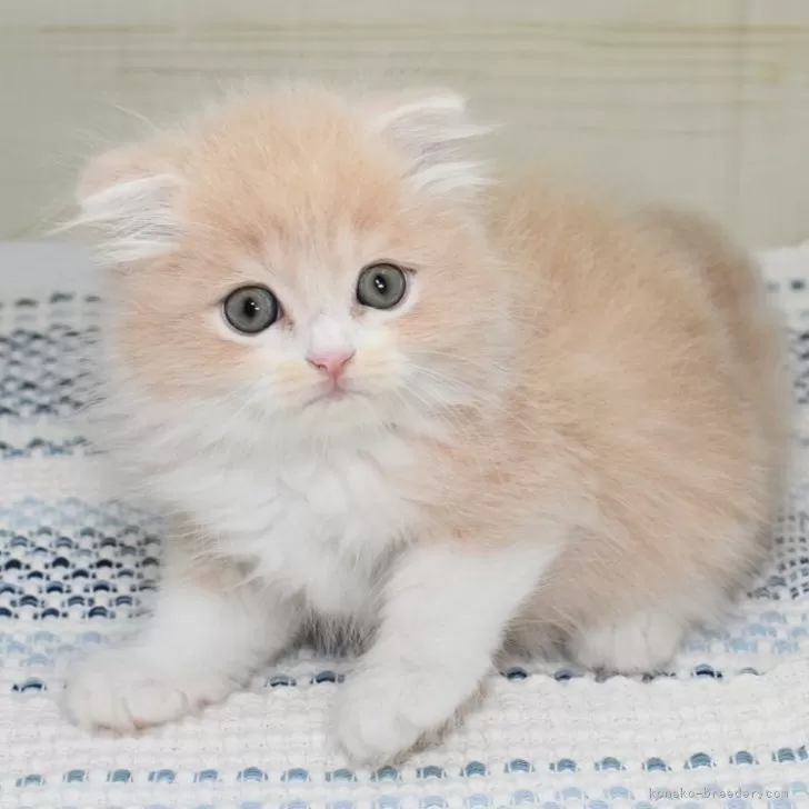 ⭐︎ひでっち⭐︎ 様のお迎えした子猫