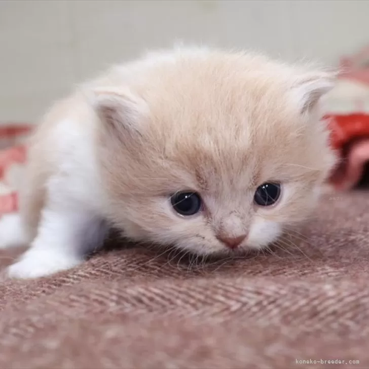 ID:2411-01999の子猫