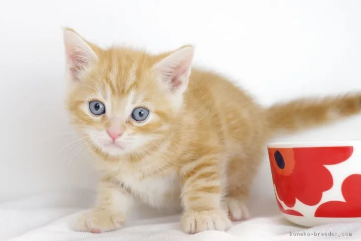 ID:1805-01877の子猫