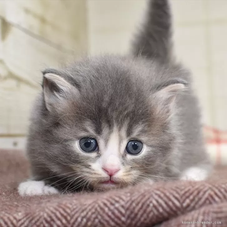 ID:2403-00457の子猫