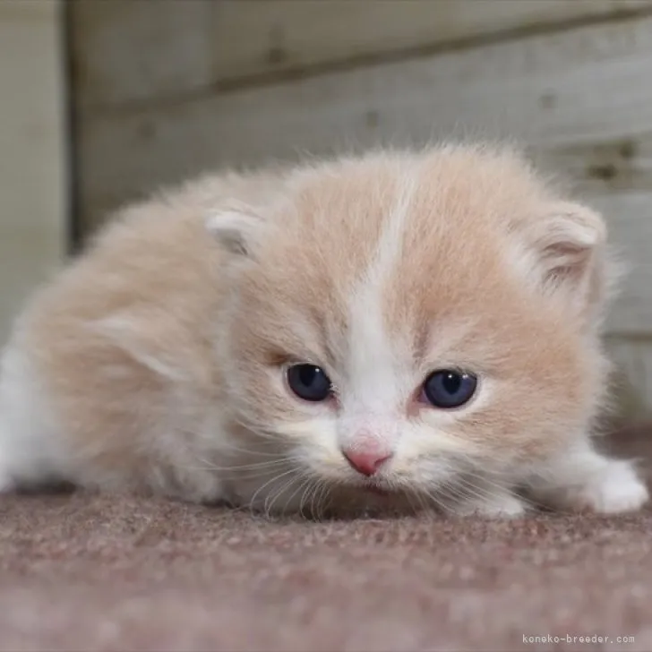 ID:2310-01034の子猫