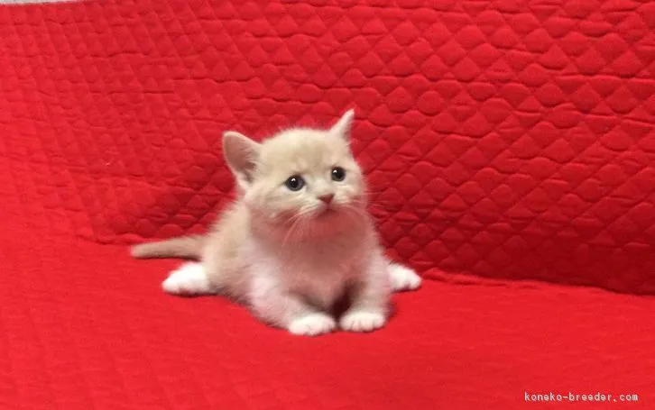 ID:1605-00628の子猫