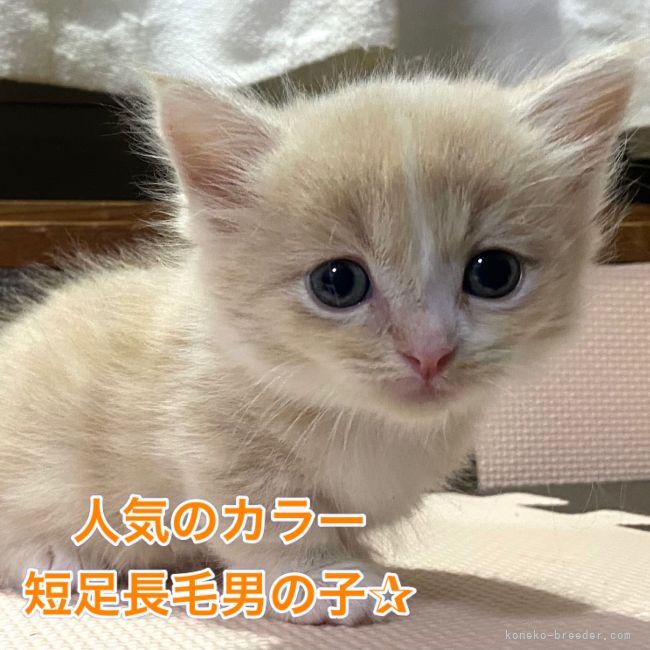 マンチカン 短足 愛知県 男の子 21年5月日 クリームタビ ホワイト 短足 短足 ６兄妹 みんなの子猫ブリーダー 子猫id 2106