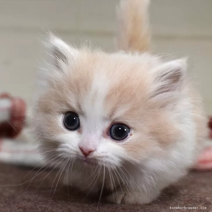 うじゅまま 様のお迎えした子猫