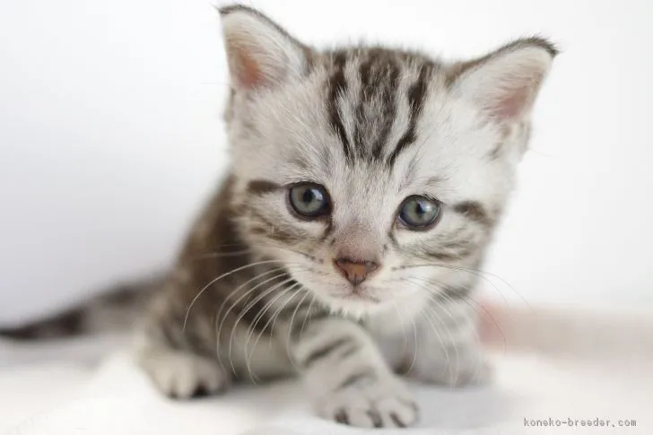 ID:1806-00775の子猫