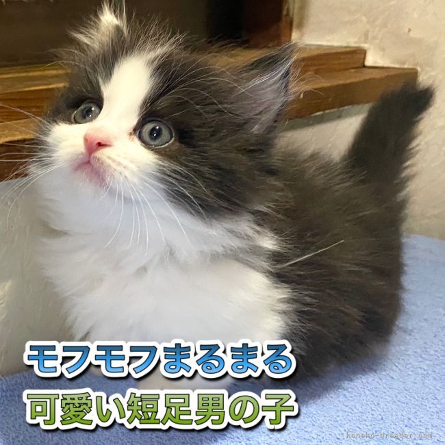 Www Koneko Breeder Com Breeder Data Starjewelry