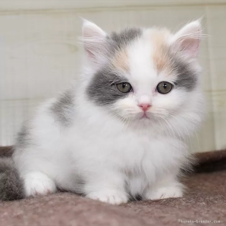 ID：2403-00452の子猫