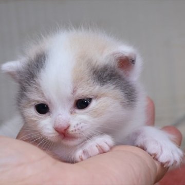 マンチカン(長足)【愛知県・女の子・2024年11月4日・ダイリュートキャリコ】の写真「【長足】体は真っ白♪ダイリュートキャリコちゃん」