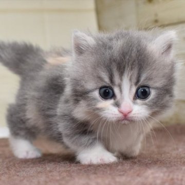 マンチカン(短足)【愛知県・女の子・2023年9月1日・ダイリュートキャリコ】の写真「【短足】パステルカラー♪ショートレッグのマンチ」