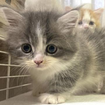 マンチカン(短足)【愛知県・女の子・2022年6月22日・ダイリュートキャリコ】の写真「カラフルカラー短足短毛女の子♬」