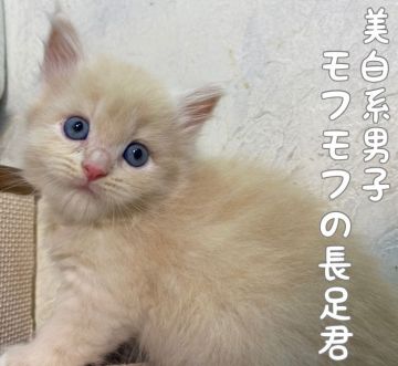 マンチカン(長足)【愛知県・男の子・2021年9月30日・クリームタビ】の写真「【長足】モフモフ毛並み、綺麗なカラーの男の子♬」