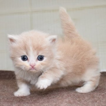 マンチカン(短足)【愛知県・男の子・2023年8月18日・クリームタビーホワイト】の写真「【短足】癒しのクリーム系、マンチカン」