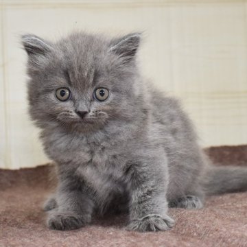 マンチカン(長足)【愛知県・男の子・2024年4月2日・ブルータビー】の写真「【長足】まん丸お目目がチャーミング、ブルー系マンチ」