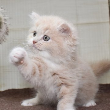 マンチカン(長足)【愛知県・男の子・2024年4月2日・クリームタビー】の写真「【長足】どのポーズも決まる！イケメンクリーム系男子」