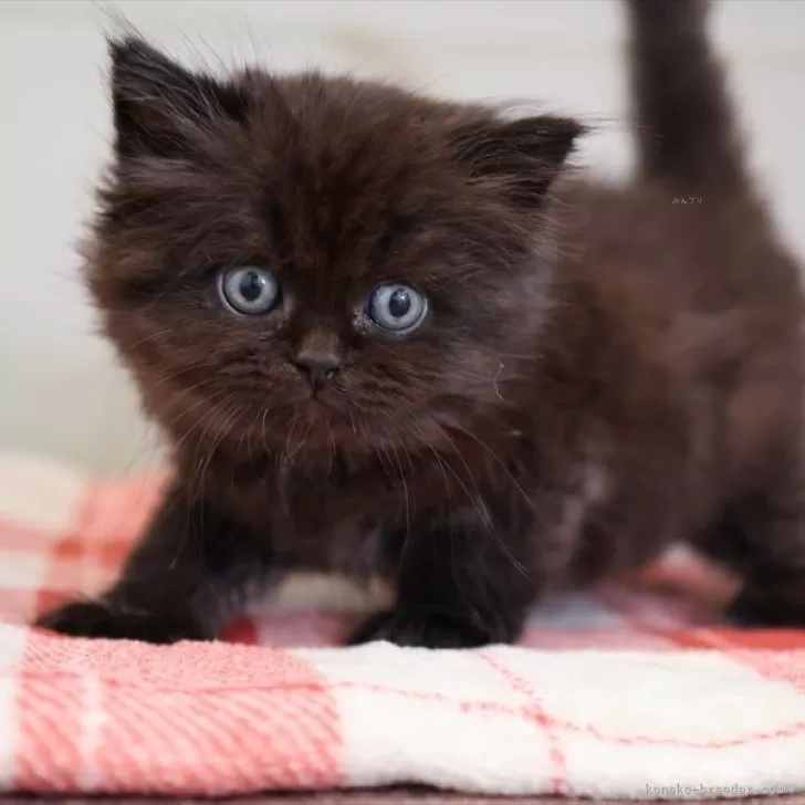 清梅 様のお迎えした子猫