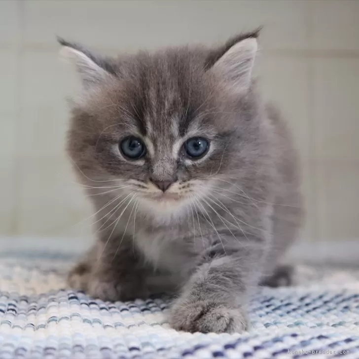 ID:2504-01040の子猫