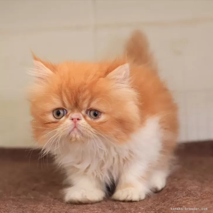 ID：2503-00430の子猫