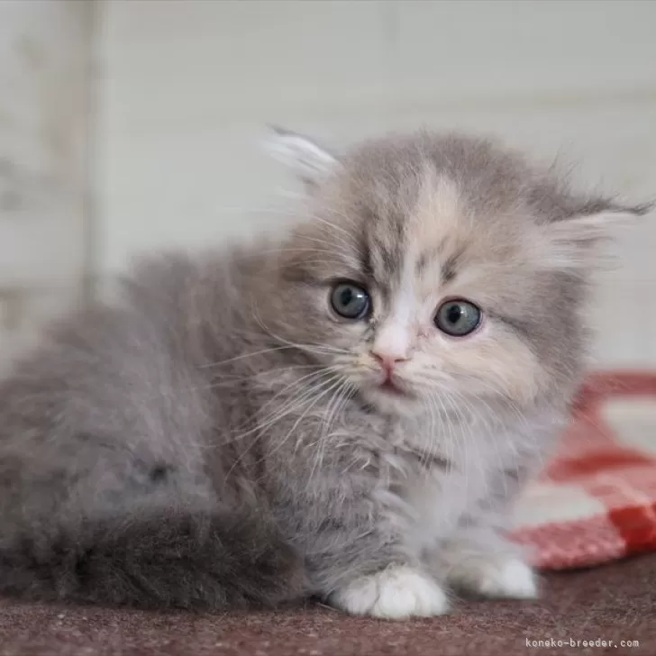 ID:2501-00240の子猫