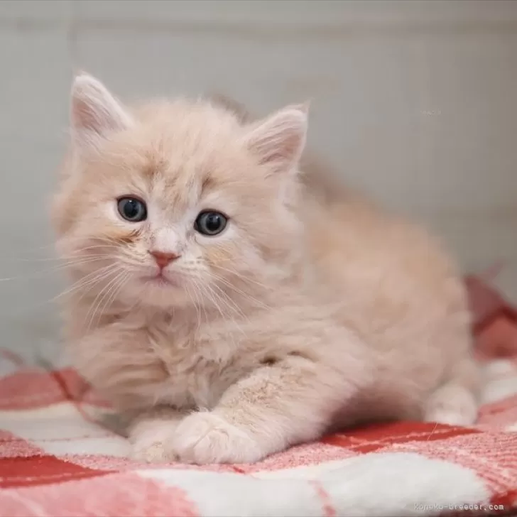 ID:2501-01316の子猫