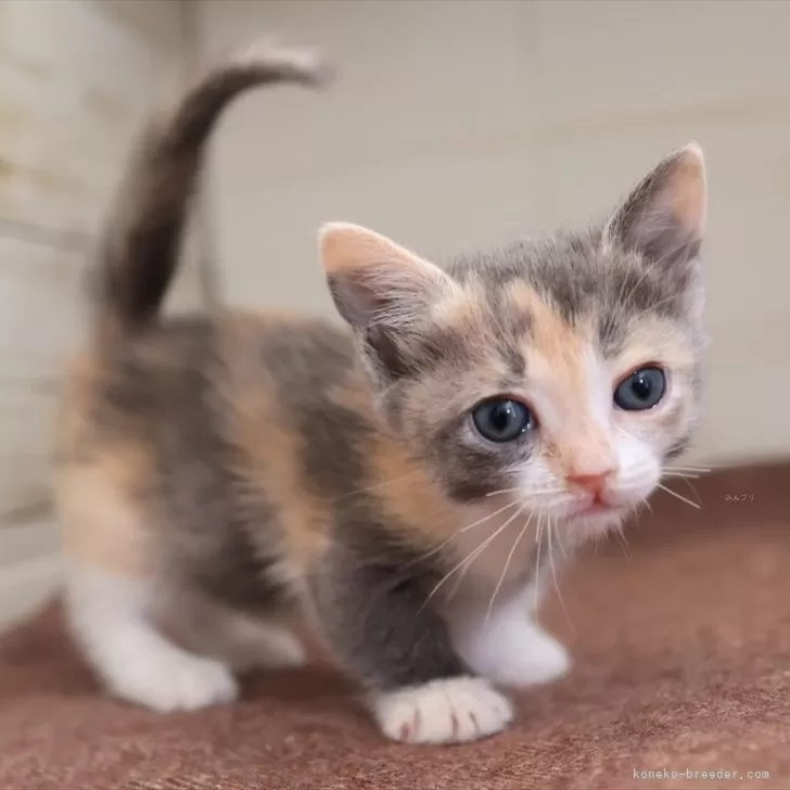 ID:2503-02556の子猫