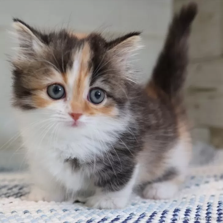 ID:2504-01039の子猫