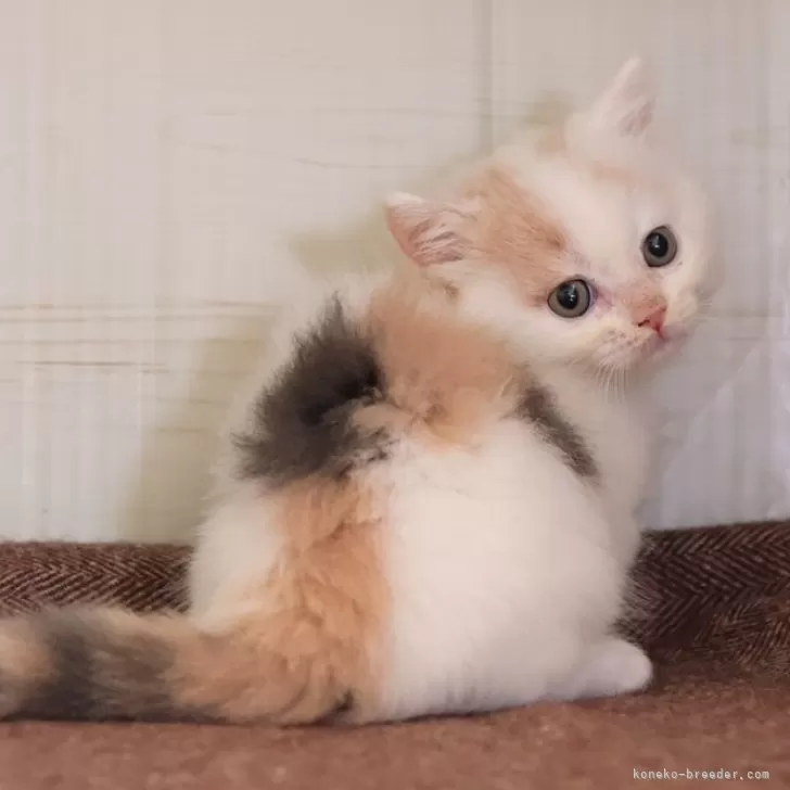 ID:2504-01929の子猫