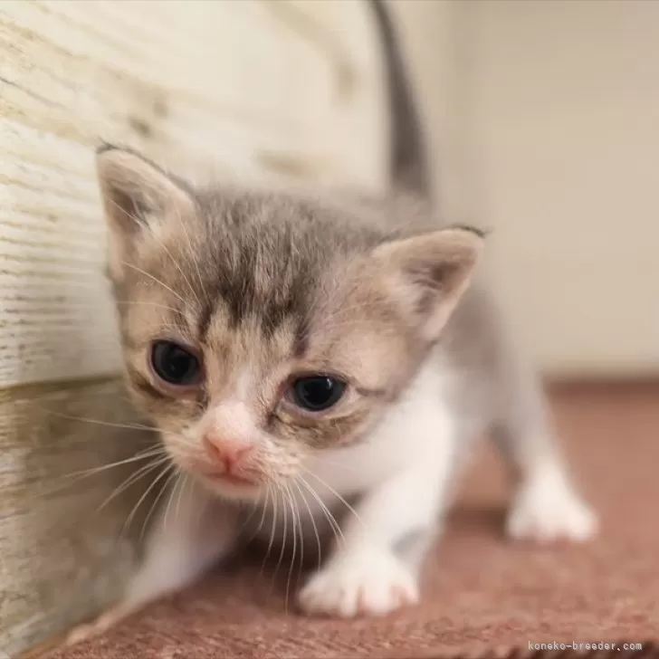 ID:2503-02554の子猫