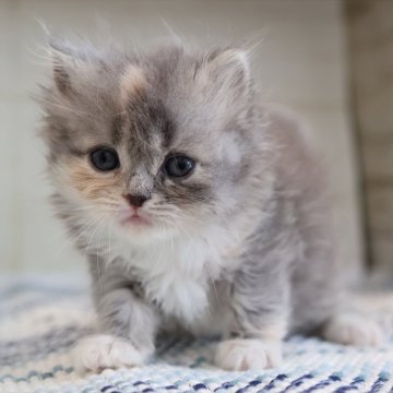 スコティッシュフォールド(立ち耳)【愛知県・女の子・2025年3月7日・ダイリュートキャリコ】の写真「立耳タイプのキャリコちゃん♪兄弟でよく遊ぶ子です」