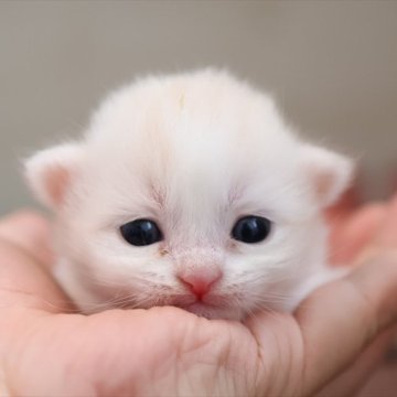 マンチカン(短足)【愛知県・男の子・2025年1月20日・クリームタビーホワイト】の写真「【短足】お目目が開きました！初お披露目です♪」