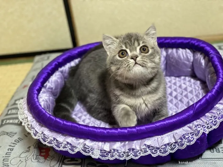ID:2011-01905の子猫