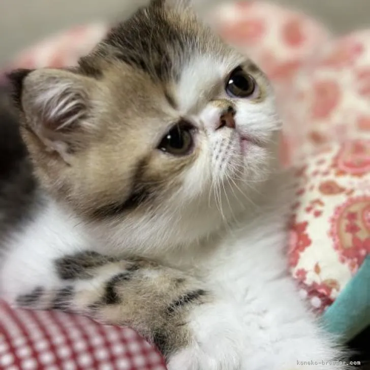 ID:2303-00998の子猫