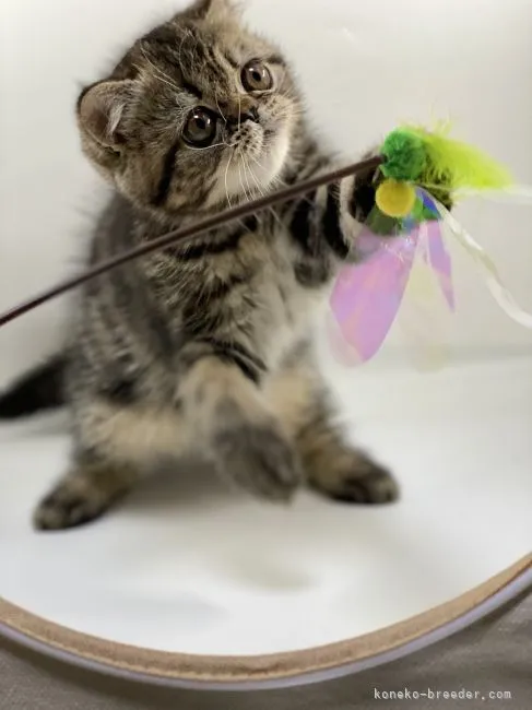 ID:2107-00957の子猫