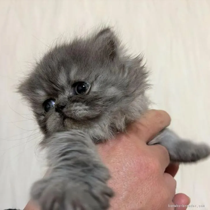 ID:2301-01704の子猫