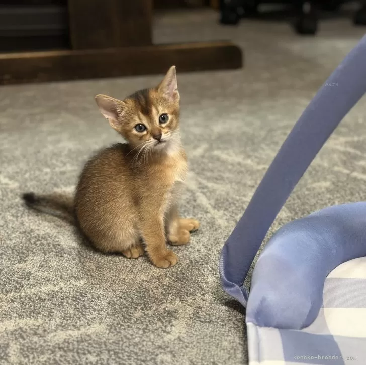ID:2409-01662の子猫