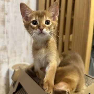 アビシニアン【愛知県・男の子・2024年3月13日・レッド】の写真「長男くんで~す🐾」