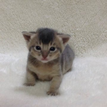 アビシニアン【愛知県・男の子・2014年2月22日・ブルー】の写真「三男くんで~す🐾」