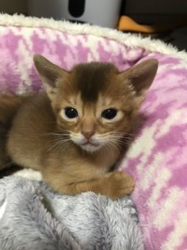 アビシニアン【愛知県・男の子・2018年4月16日・レッド】の写真「長男くんで~す🐾」