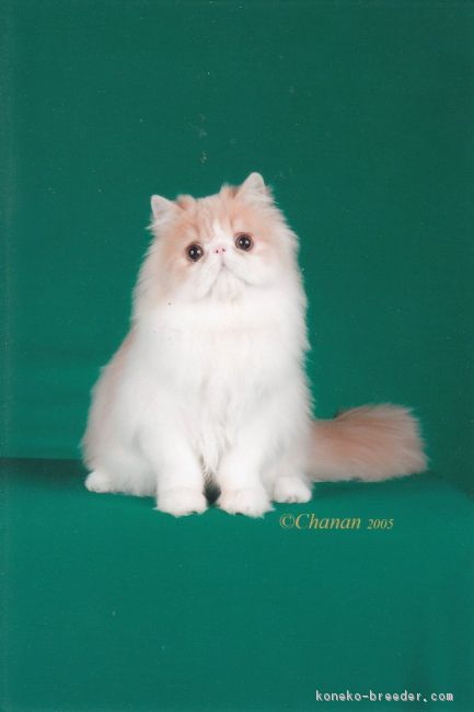 渡辺　拓弥(わたなべ　たくや)ブリーダー(三重県・エキゾチックショートヘアなど・Sun Pearl Cat Fanciers'登録)の紹介写真3