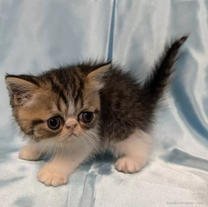 ID:2409-00618の子猫
